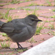 A catbird in Prospect Park
